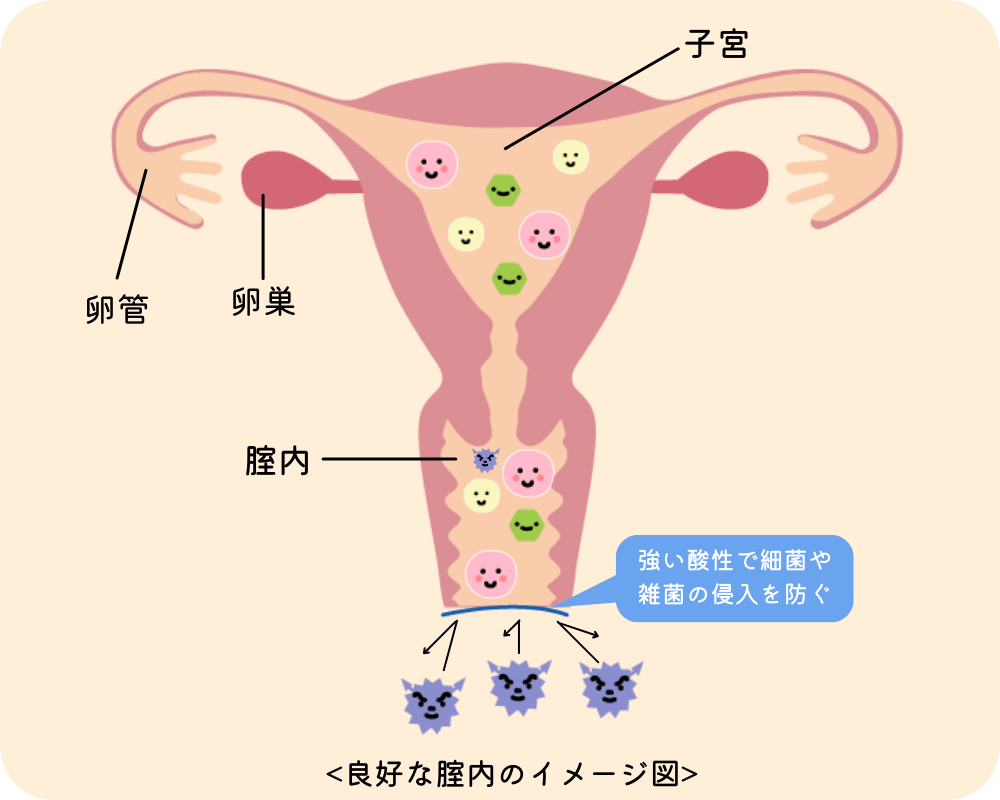 良好な腟内のイメージ図